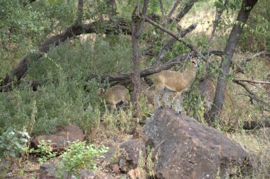 Bir dişi aslan yemek yiyor.