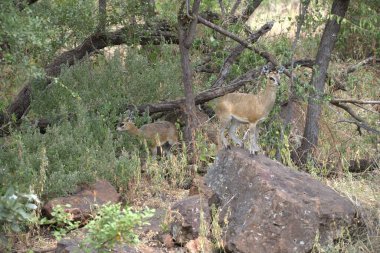 ormandaki bir yaban domuzu