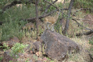 Hayvanat bahçesinde genç bir aslan