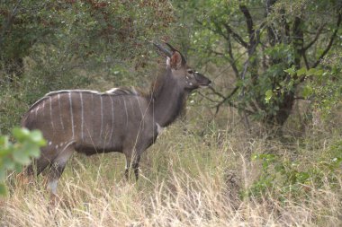 Erkek keçi otların arasında bir çalılıkta duruyor. Güney Afrika savanası.
