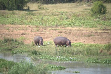 Nehir suyunda su aygırı
