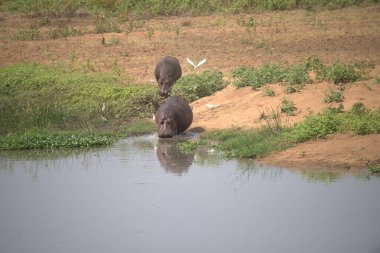 Göldeki suaygırı.