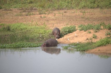 Su aygırı, Afrika 'nın memelisi olan küçük bir su aygırıdır. Dünyanın en büyük su aygırı. Bu bir.