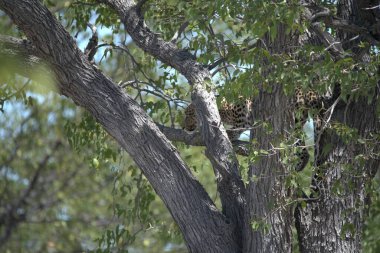 Ağaçtaki leopar, Kruger Park, Güney Afrika