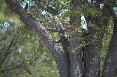 Ormandaki bir ağacın yakın çekimi.