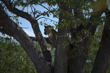 Vahşi Savanadaki Leopar, Afrika Hayvanı