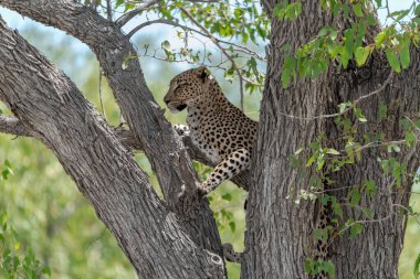 Çita çalıların arasında dinleniyor.