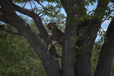 Ağaçta bir leopar