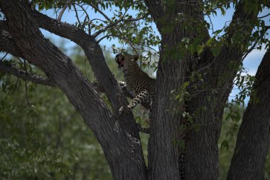 Güney Afrika 'daki Kruger Park' taki leopar.