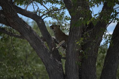 Güney Afrika 'daki Kruger Ulusal Parkı' ndaki ağaçtaki leopar (panthera pardus).
