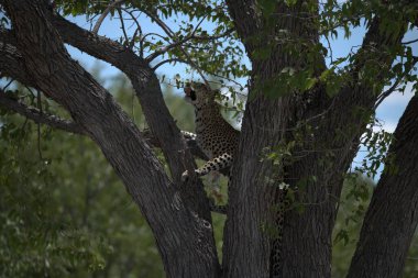 Ağaçtaki bir leoparın yakın plan fotoğrafı.