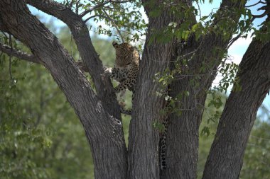 Afrika 'daki Kruger Ulusal Parkı' ndaki ağaçta dinlenen leopar.