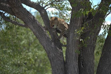 Güney Afrika 'daki Kruger Ulusal Parkı' ndaki leopar.