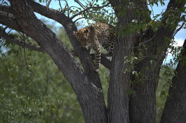 Vahşi doğadaki leopar, hayvan doğası