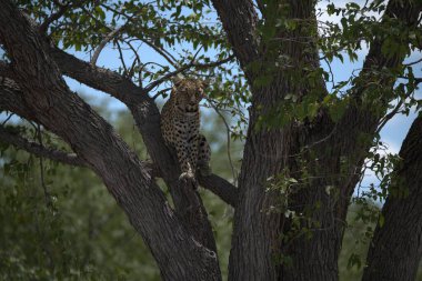 Ağaçtaki leopar