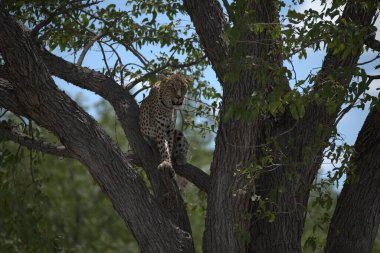 Güney Afrika 'daki Kruger Park' taki leopar.
