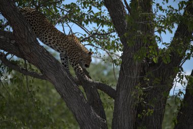 Kenya ulusal parkında ağaçta yatan büyük leopar. yüksek kaliteli fotoğraf