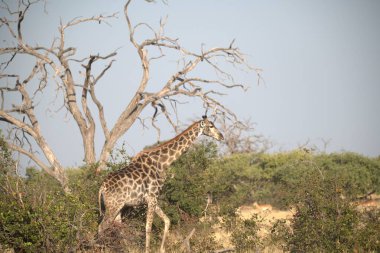 Erkek bir zürafa ağaçta duruyor.