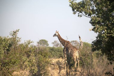 giraffe in the african savannah, kenya africa