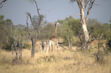 Parktaki zürafanın güzel bir görüntüsü Bulutlu mavi gökyüzünün altında gündüz vakti