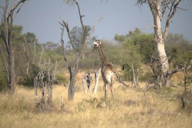 Afrika, Kenya savanındaki zürafa