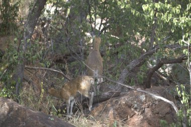 Vahşi doğada dişi bir sırtlan.