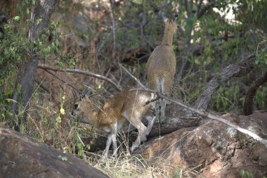 Genç hyaena (cucuta crocuta )