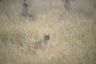 Kızıl tilki vahşi doğada