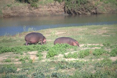 Sudaki su aygırları