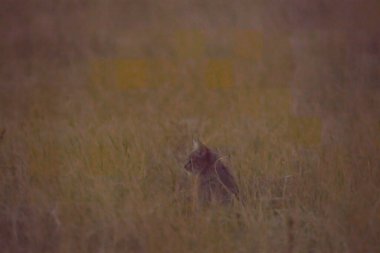 vahşi Kızıl geyik
