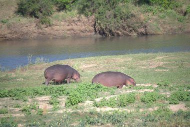 Vahşi doğada bir grup Afrikalı su aygırı.