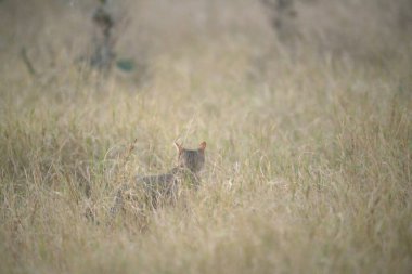 Güzel kırmızı bir kedinin yakın plan çekimi.