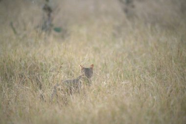 Ormanda genç bir geyiğin güzel bir fotoğrafı.