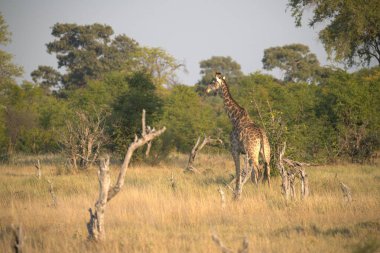 Afrika zürafası, Kruger Ulusal Parkı