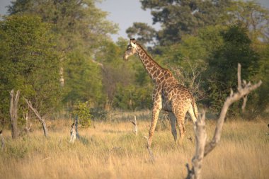 Savanadaki zürafa, Afrika