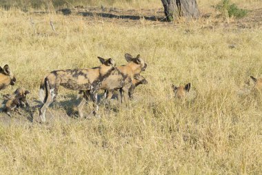 Sırtlan Güney Afrika 'nın vahşi doğasında