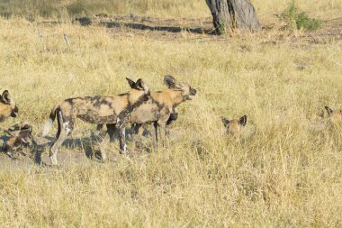 Güney Afrika 'nın milli parkındaki sırtlan.