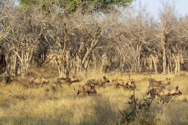 Savanadaki Afrika çalısı.