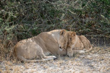 Namibya 'da Etoşa' da aslan