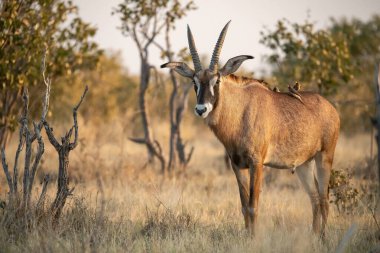 Bir erkek antilop savananın ortasında duruyor.