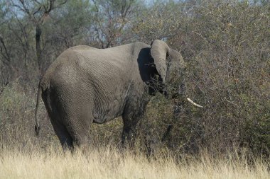 Fil (Loxolota africana) Chobe Ulusal Parkı, Botswana 'da yürüyor.