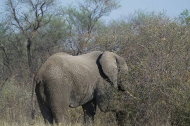 Afrika 'nın güneyindeki Kruger Ulusal Parkı' nda yürüyen büyük bir fil..