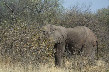 Kruger Park 'taki Afrika fili