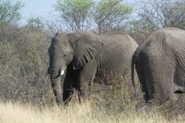 Kruger Ulusal Parkı 'ndaki fil, Güney Afrika