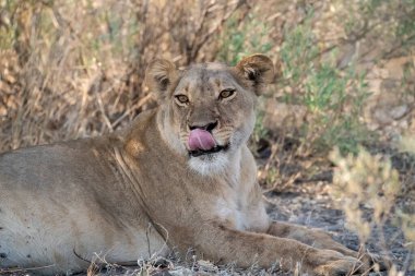 Aslan (panthera leo), Panthera leo, Güney Afrika