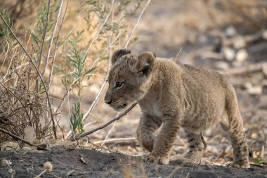lion cub walks down