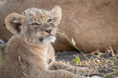 Otların arasında dinlenme aslan yavrusu