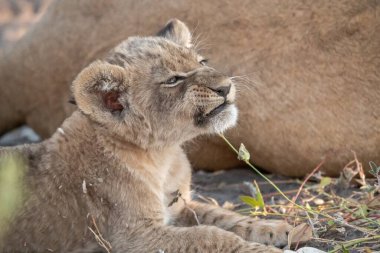 african lion cub resting in the grass. south africa.