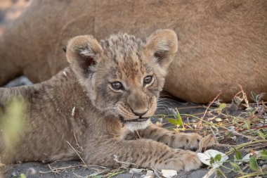 Güney Afrika 'daki Kruger Ulusal Parkı' nda aslan yavrusu.