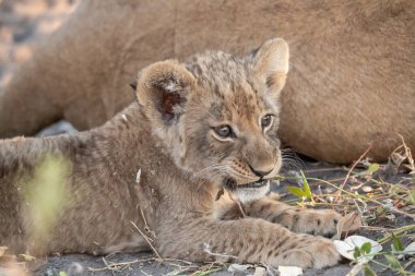 lioness cub resting on the grass